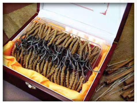 昌都冬虫夏草回收